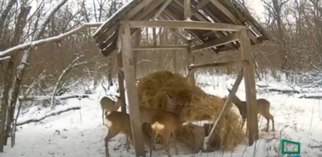 Iarna pune la încercare fauna din Orheiul Vechi: Peste 80 de căprioare și alte specii, hrănite zilnic