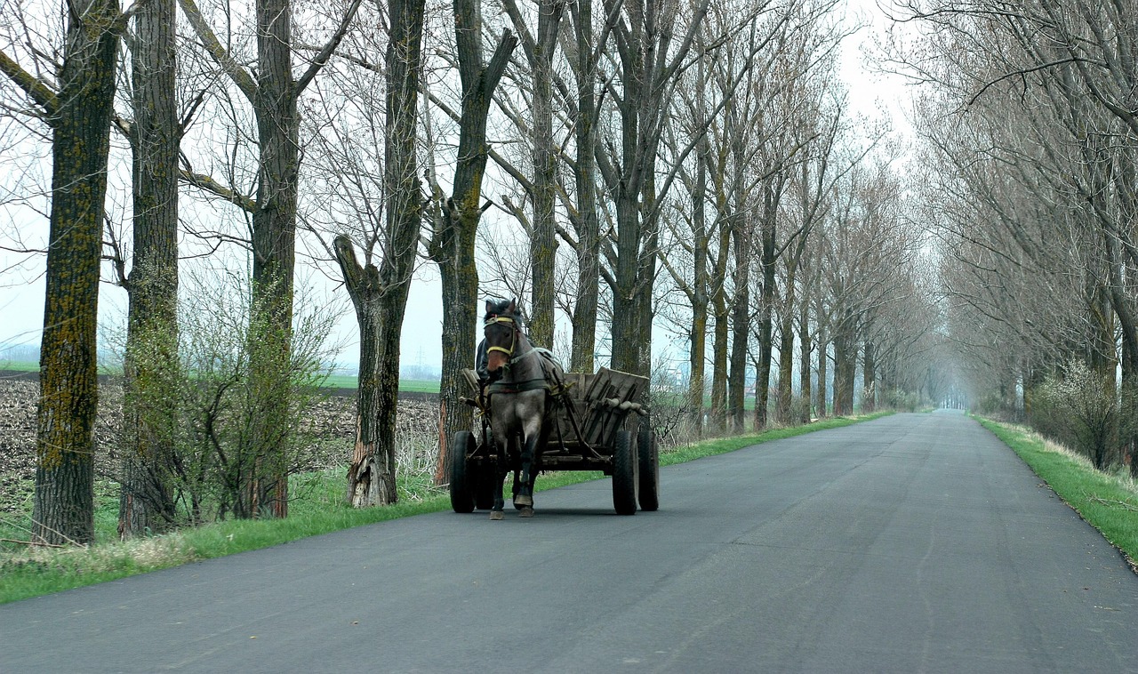 Și-a ucis concubina în bătaie, apoi i-a abandonat trupul în câmp: Un bărbat din Drochia, trimis pe banca acuzaților