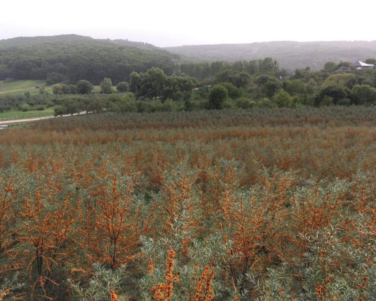 Stoica family’s organic sea buckthorn farm in Moldova
