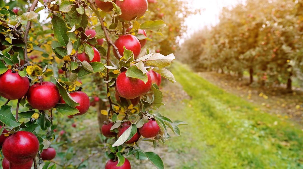 Apple Cultivation Seen as Strategic Direction for Moldova's Development