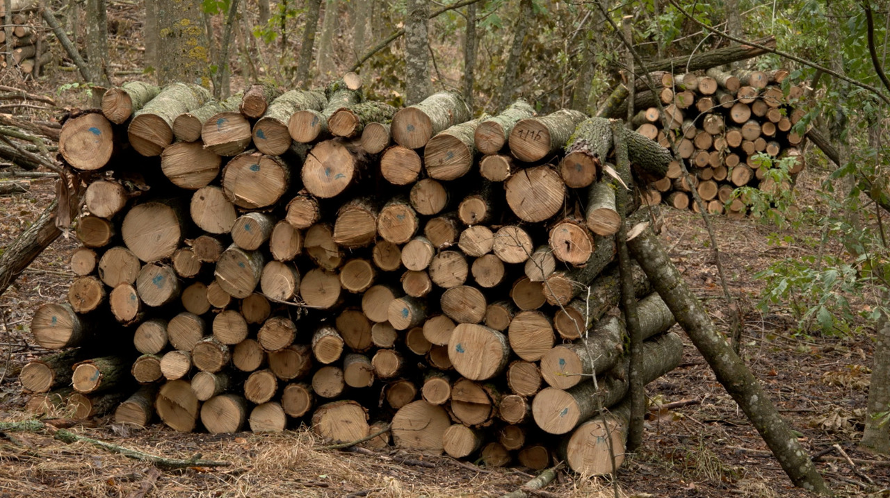 Sezonul rece: cărbune mai scump, dar preț stabil la lemne