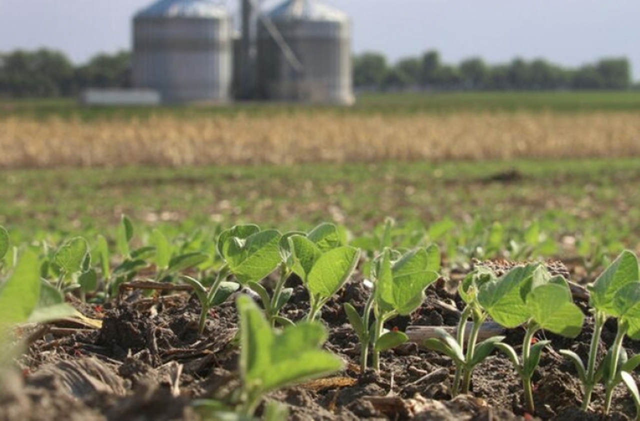 Recolta mai multor culturi de câmp ar putea fi afectată din cauza lipsei precipitațiilor, avertizează agricultorii