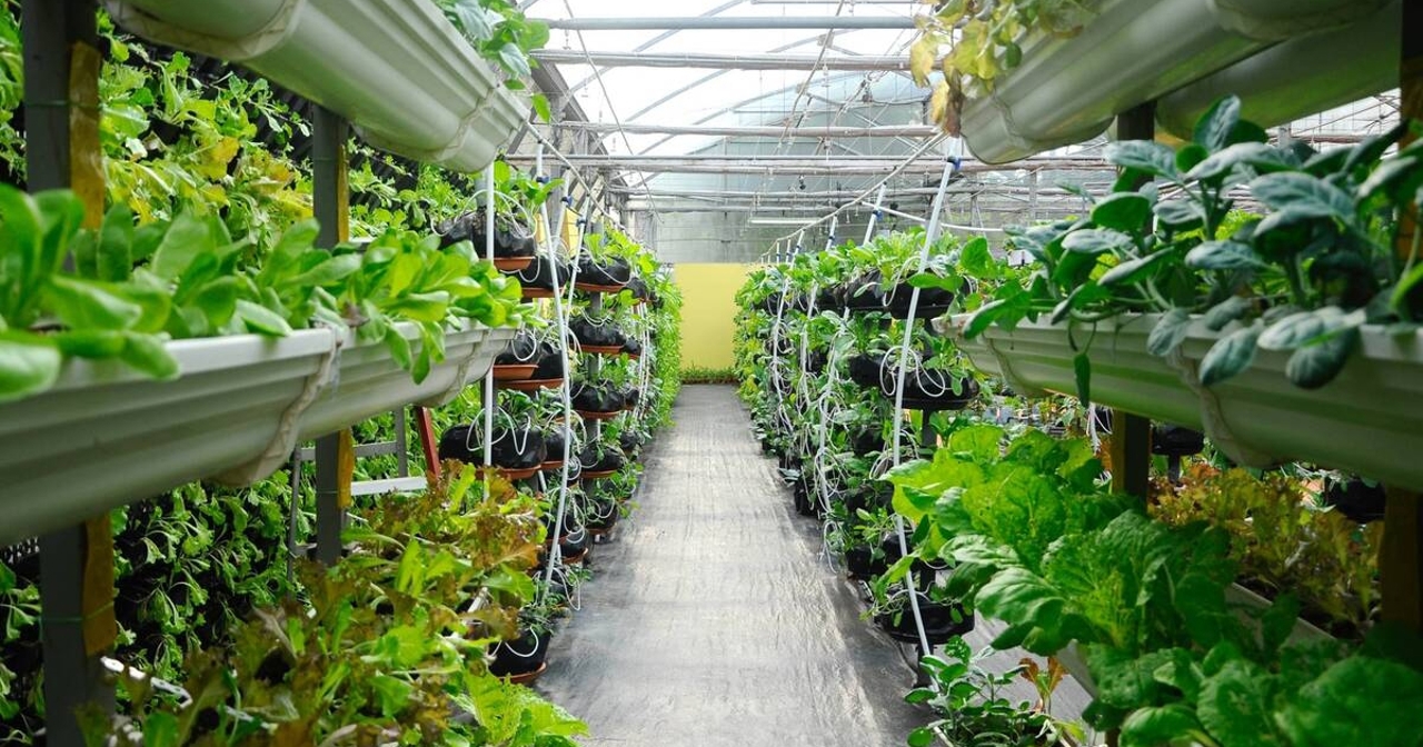 Sistemele hidroponice, o necesitate și o soluție pentru agricultura modernă