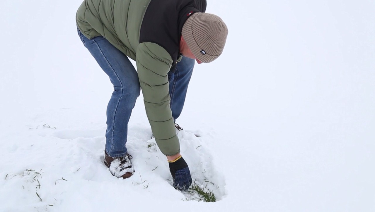 Snow shields wheat from recent frosts, farmers optimistic about harvest