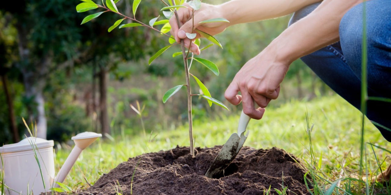 Angajații mai multor instituții ale statului participă la plantarea copacilor. Dumitru Alaiba: „Cel mai bun timp să începem este azi”