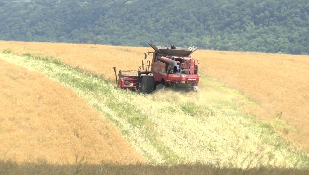 În nordul țării a început recoltarea rapiței. Fermierii spun că primele rezultate sunt încurajatoare