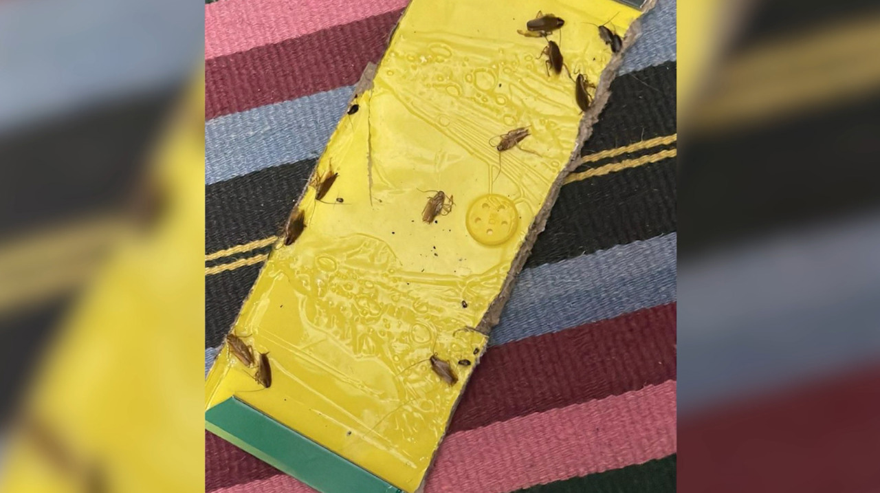 Studenți cazați într-un cămin din capitală reclamă condiții insalubre. Reacția universității