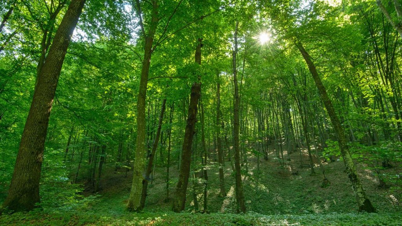  Government approves a 200-million-euro contract with the EIB for forest development