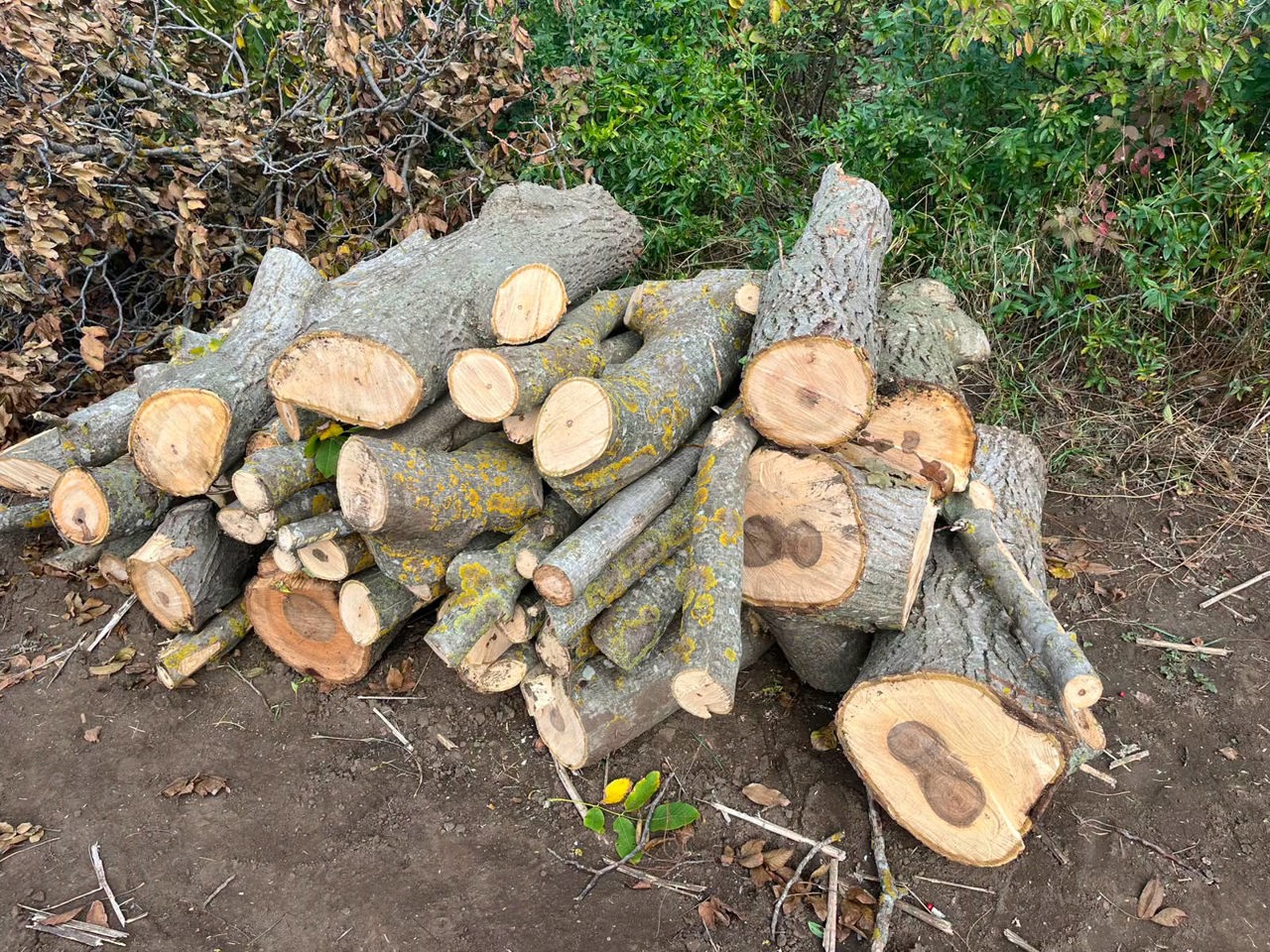 Environmental raids expose illegal tree felling in rural Moldova 