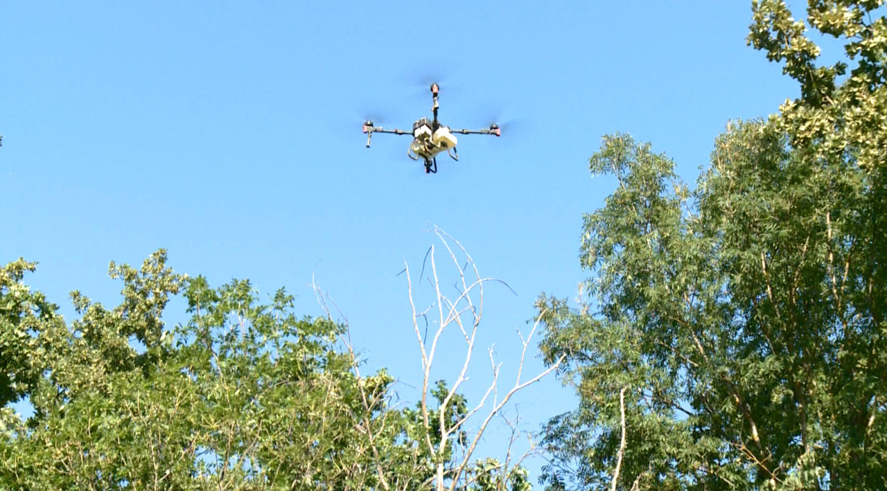 Authorities spray over 100 hectares of forest with pesticides