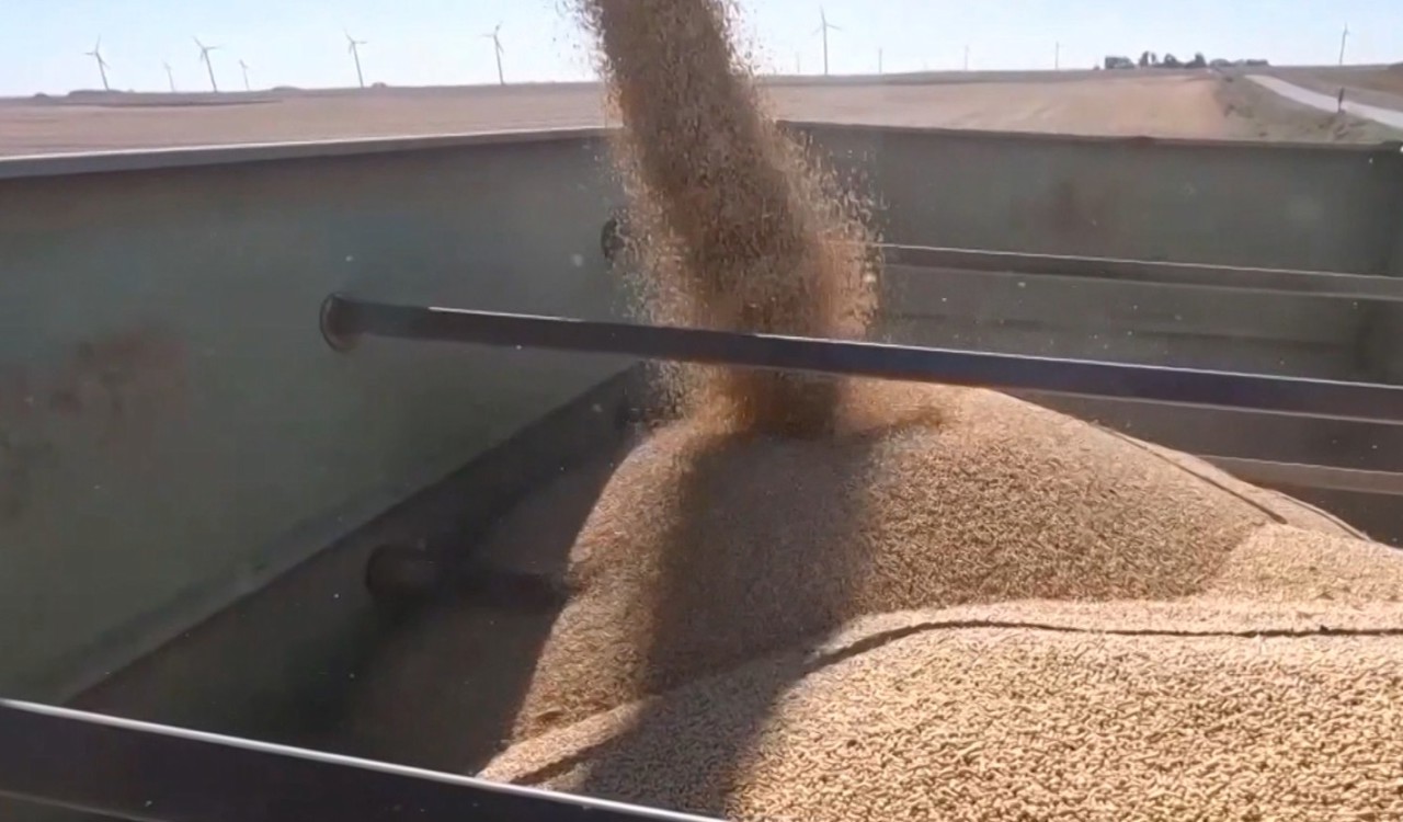 Suprafețele cultivate cu soia, în scădere. Seceta persistentă și costurile ridicate, printre provocări  