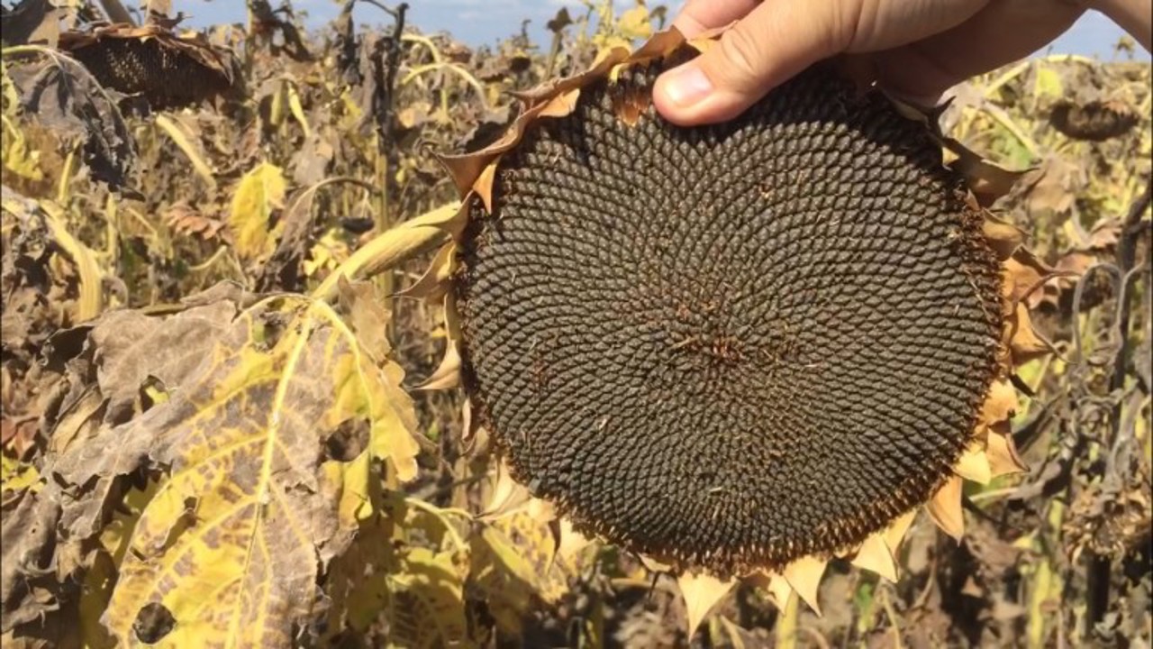 Agricultorii estimează o recoltă mai mică de floarea-soarelui 