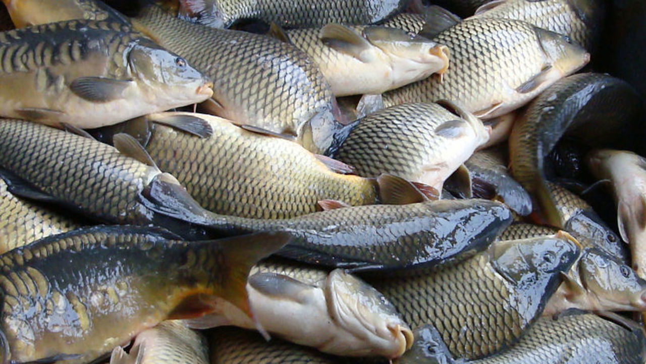 Parliament ratifies the agreement to prevent illegal fishery products