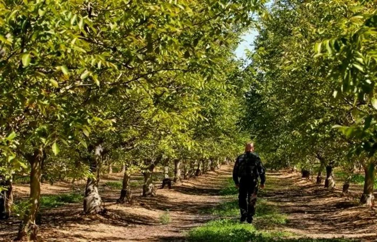 Nuci „franceze” de la Criuleni pentru mai multe state din Europa: afacerea de la Slobozia-Dușca a unui fost militar