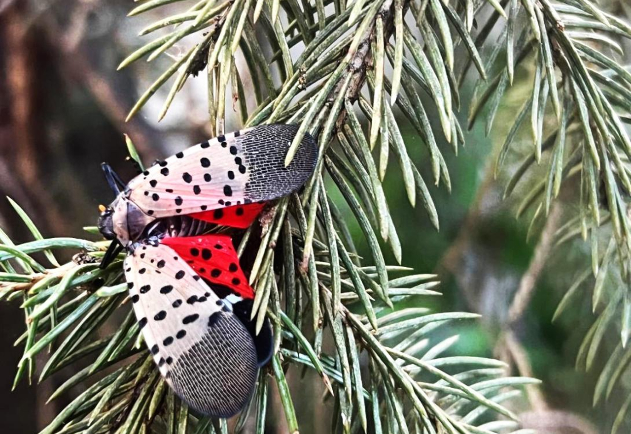 O insectă dăunătoare, descoperită pentru prima oară în R. Moldova. Autoritățile au declarat regim de carantină fitosanitară