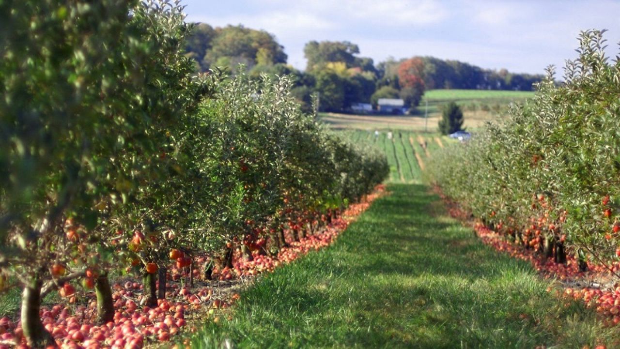 Mai puțină birocrație pentru agricultori: Un registru digitalizat dedicat deținătorilor de livezi, creat în R. Moldova 
