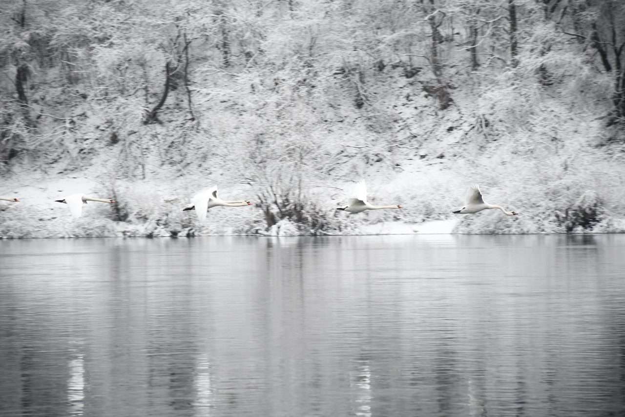 Lebedele de pe Nistru, atracție la Soroca: specialiștii avertizează populația că nu toate alimentele sunt potrivite pentru hrănirea lor