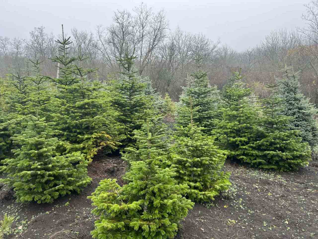 Start pentru vânzarea pomilor de Crăciun: Moldsilva pune la dispoziția cumpărătorilor peste 37.000 de arbori 