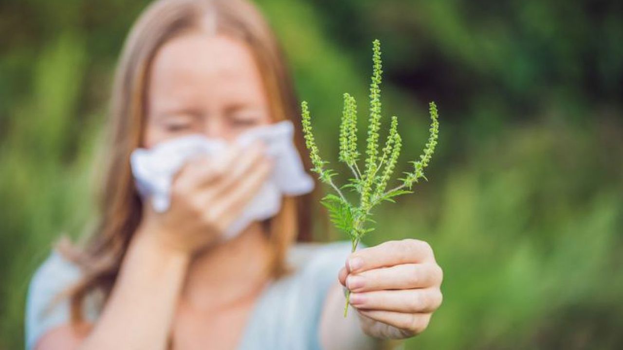 Atenție la ambrozie! Recomandările alergologilor privind evitarea contactului cu această plantă