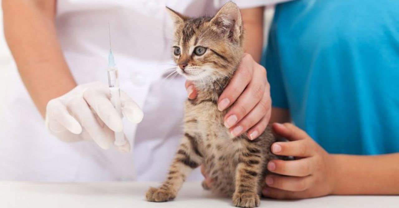 În capitală a fost lansată o campanie de sterilizare gratuită a pisicilor 