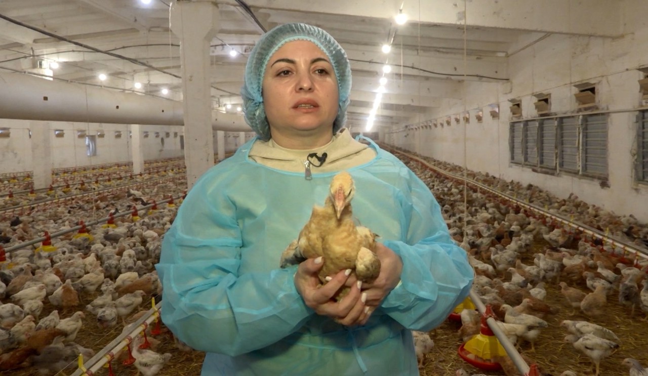 PORTRETE DE CURAJ | Crește sute de mii de păsări în mai multe raioane din țară, exemplul de succes al antreprenoarei Stela Efros 