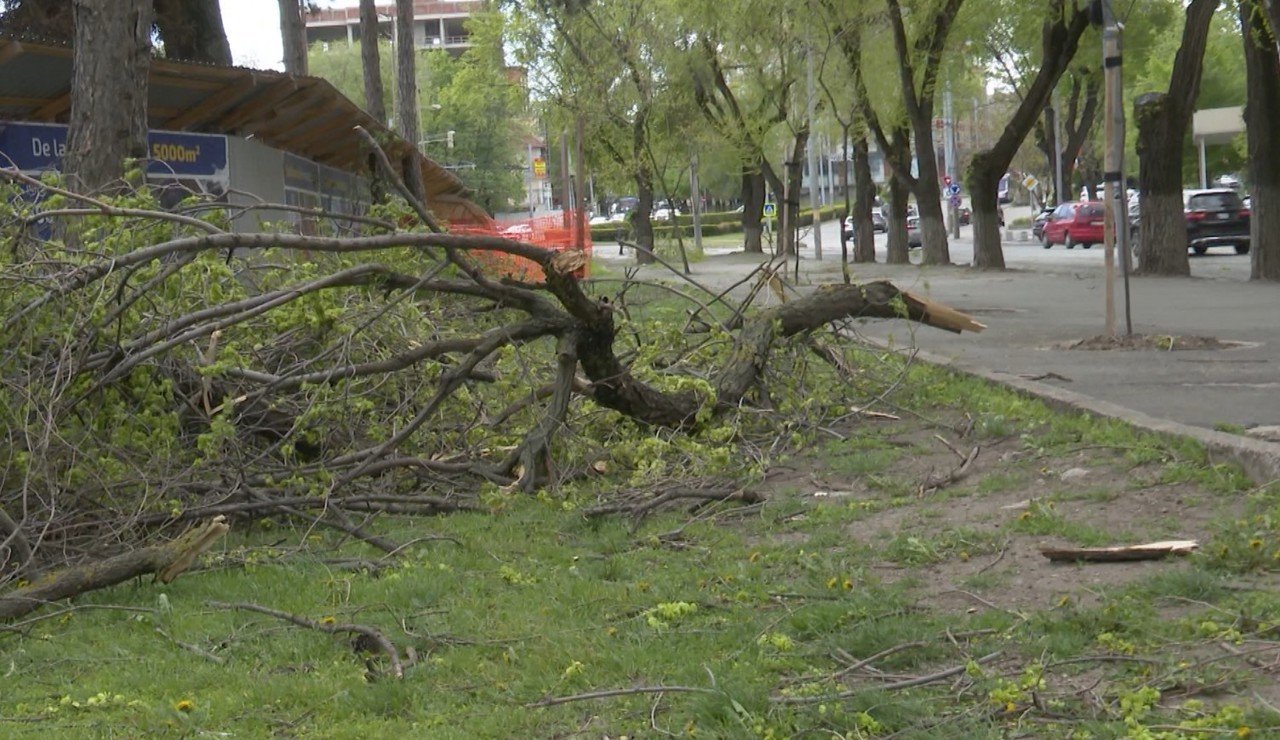 Planul de defrișare a copacilor din capitală ar putea fi revizuit: Pomii doborâți de vânt au omorât un om în Chișinău