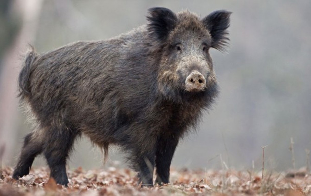 Zloti swine fever case triggers surveillance zone in six localities in Ialoveni