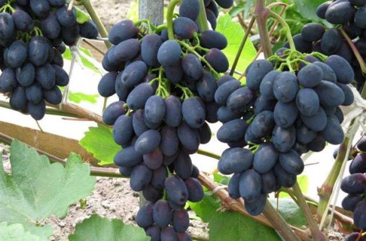 The export of table grapes increased significantly last year, Ministry of Agriculture