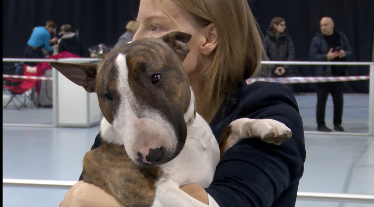 Parada celor mai frumoși câini: expoziție internațională organizată la Chișinău