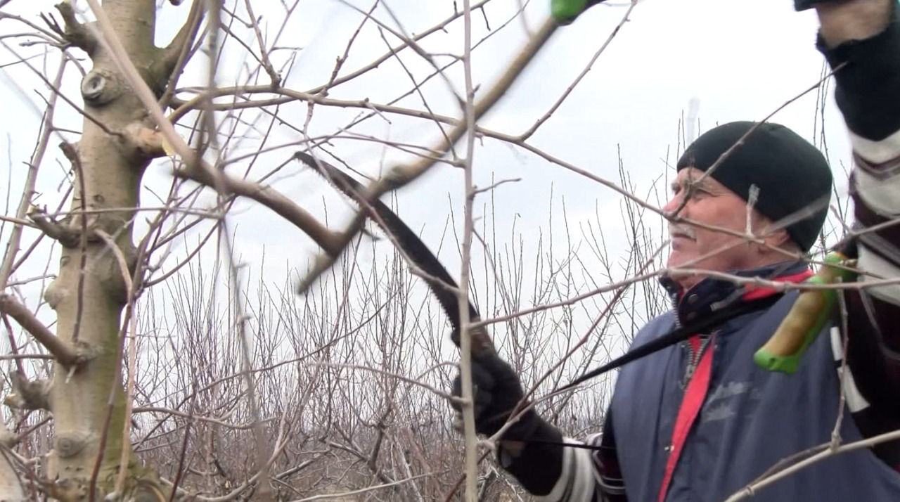 Sfaturi utile: Cum trebuie curățați pomii pentru o roadă bogată