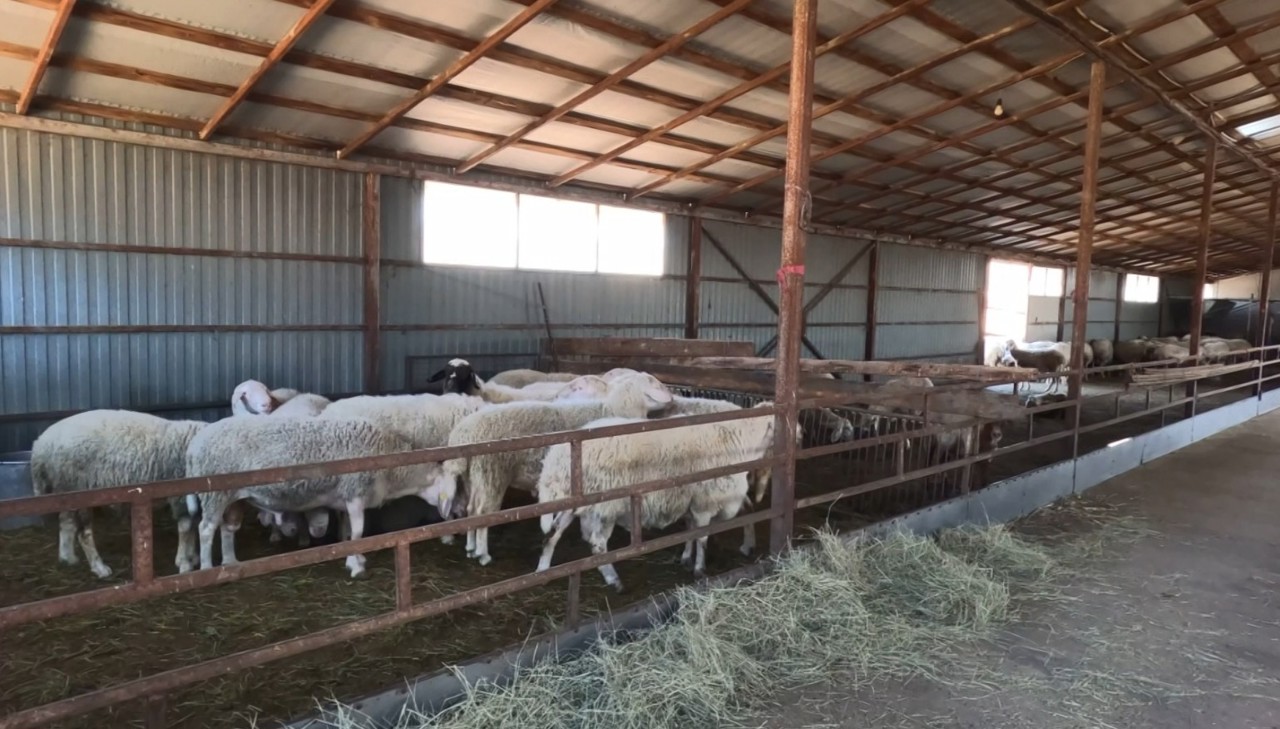 Cu panouri fotovoltaice, exemplul unui fermier din localitatea Zorile 