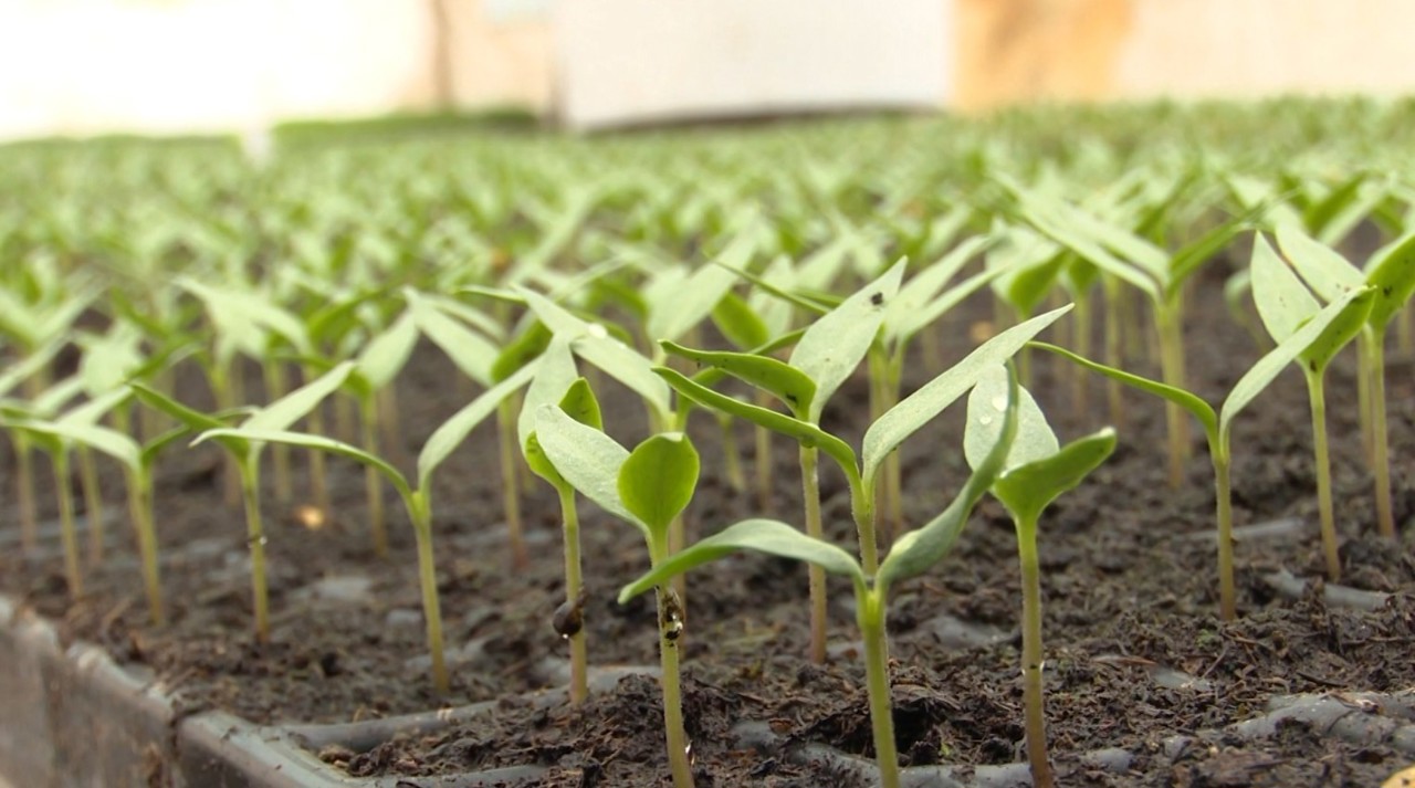 Rucola, spanac și alte verdețuri, crescute în 40 de sere de o familie din Ivancea