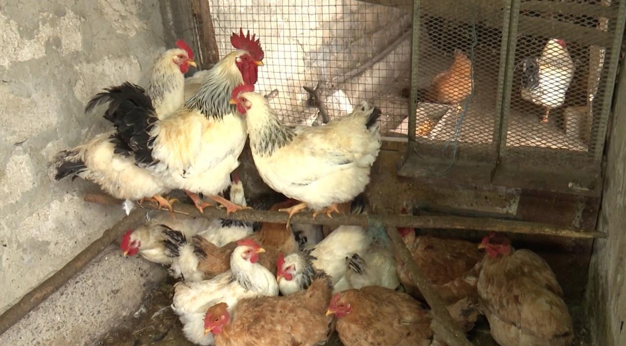 Gerul, o provocare pentru animalele și păsări. Pentru a le proteja, gospodarii încălzesc apa și hrana 