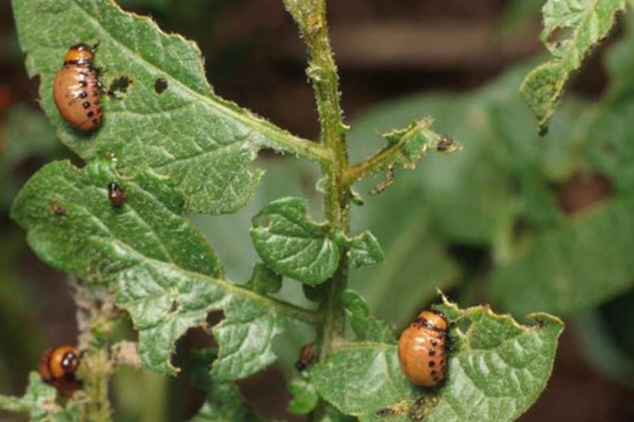 Listă neagră cu plante și animale care distrug biodiversitatea: Parlamentul vrea să oprească răspândirea speciilor invazive
