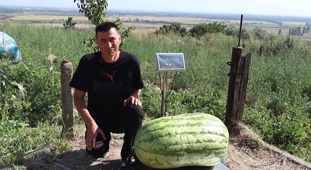 Moldova's largest watermelon was officially weighed in Causeni