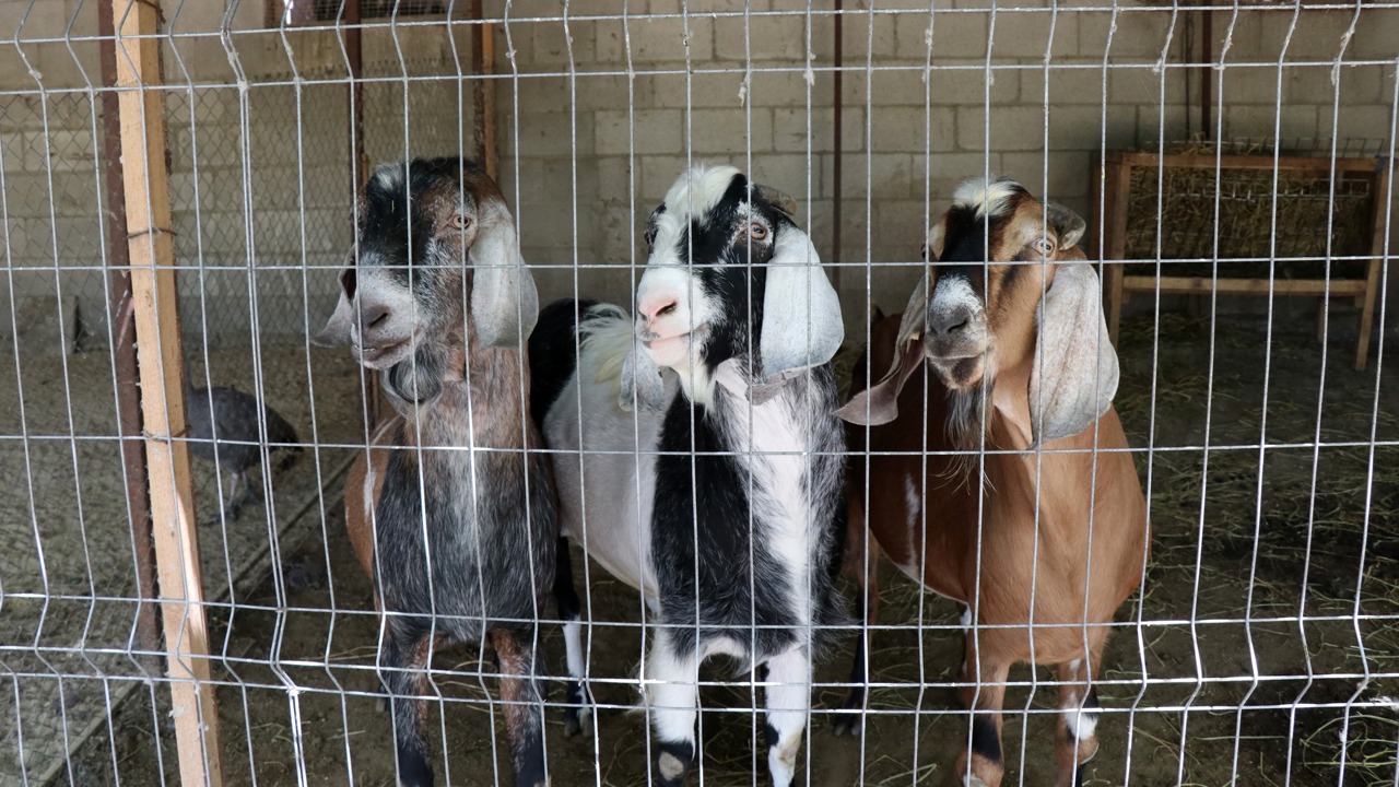 В Молдове стартовал прием заявок на субсидии для животноводов