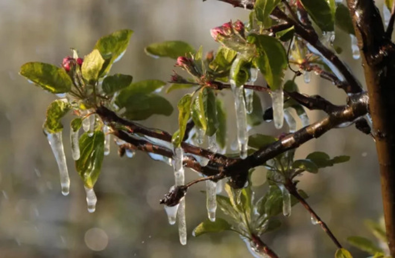 Meteo | Înghețuri de până la -3°C: avertizare emisă de meteorologi pentru 21 aprilie