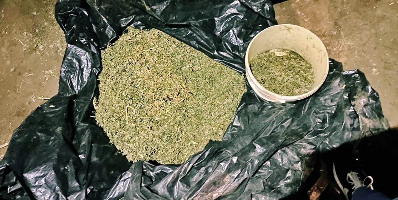 Massive marijuana bust in Cahul: Two arrested