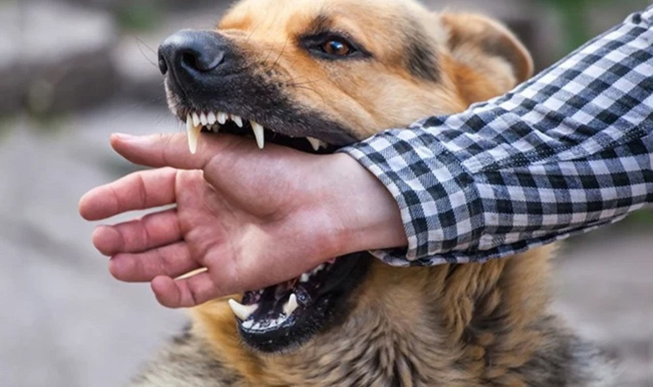 Animalele blânde pot fi bolnave de rabie: Avertismentul lansat de ANSA de Ziua Mondială de Luptă Împotriva Rabiei