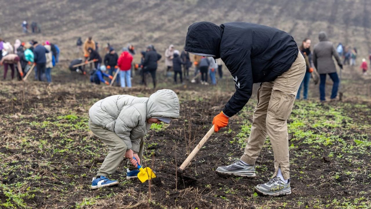 Împădurire: Circa 32 de milioane de puieți, plantați în această primăvară