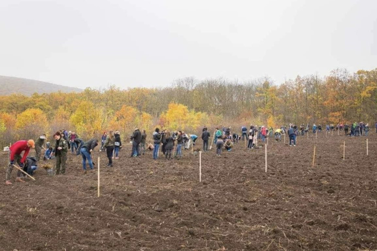 S-a încheiat campania de împădurire 2023. Maia Sandu: „Am demonstrat, încă o dată, că ne putem mobiliza și face lucruri frumoase”