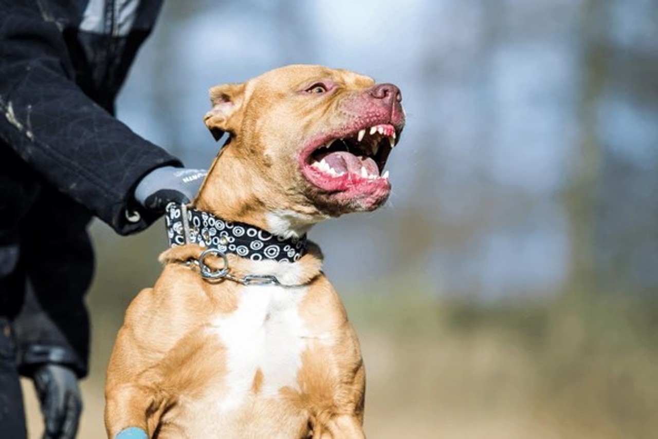 Rasele catalogate drept potențial periculoase, interzise în R. Moldova 