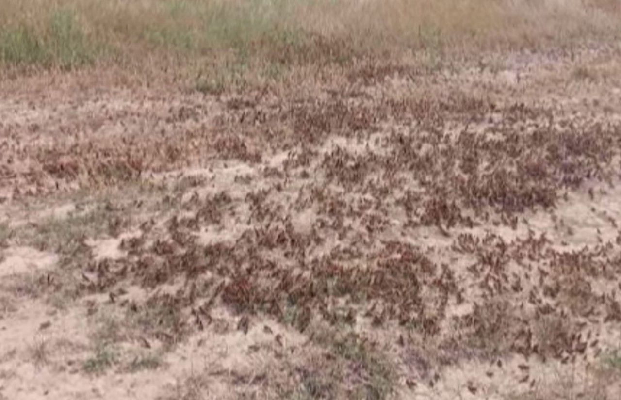 Sute de hectare de culturi agricole, devastate în sudul R. Moldova de o invazie masivă de lăcuste