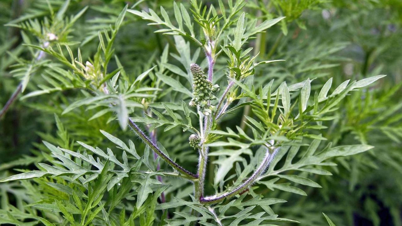 Doctors urge specialist care as ragweed season peaks 