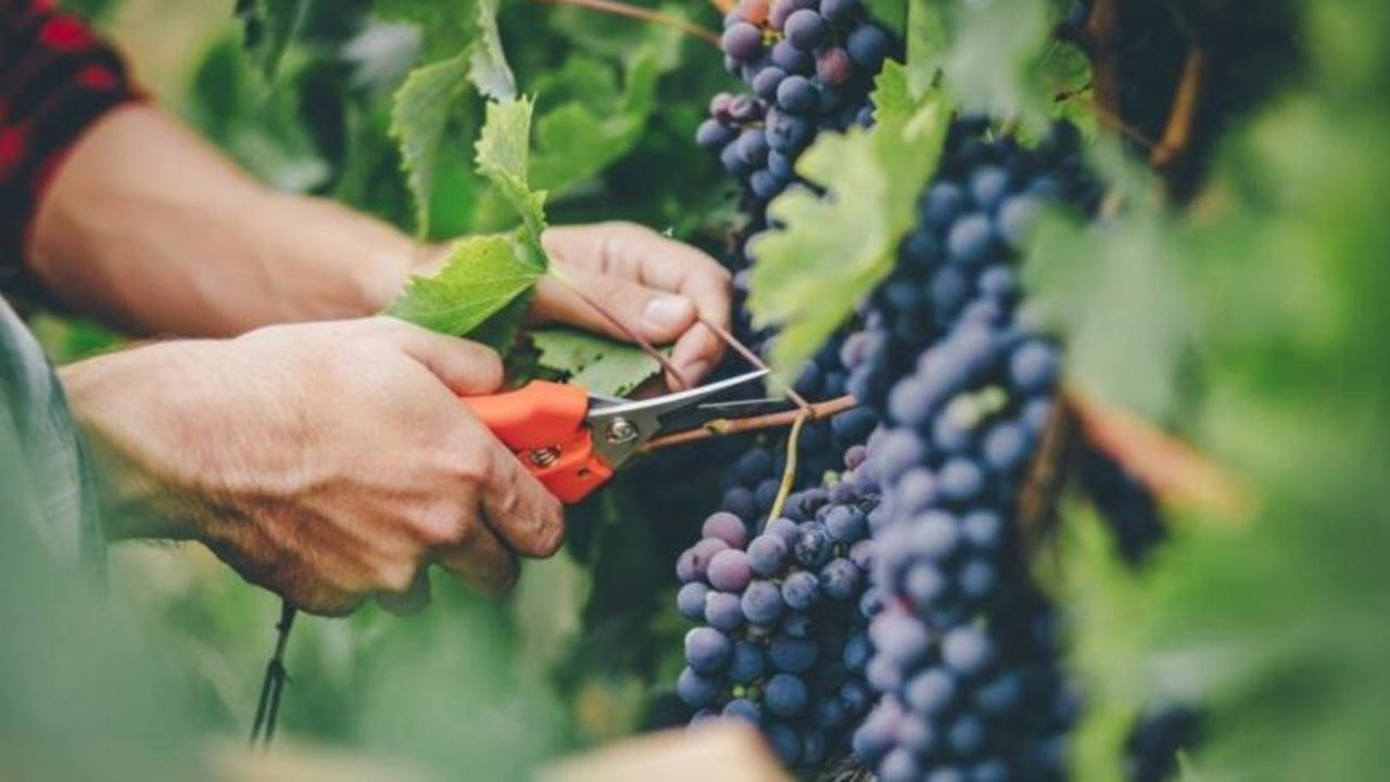 Moldova's grape harvest to be smaller than last year, prices to rise