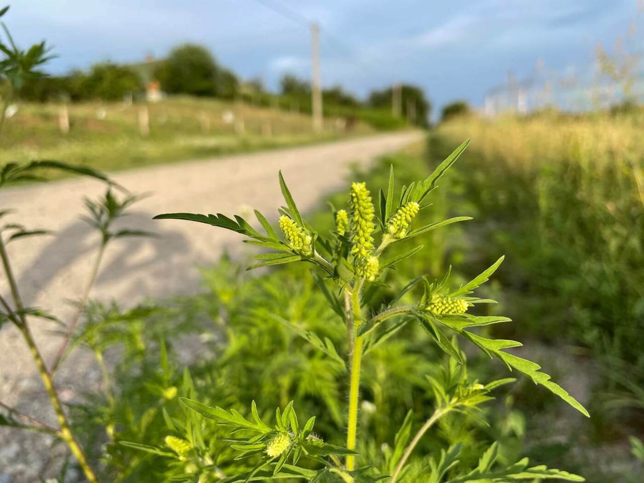 Alergie la ambrozie: Sfaturile medicilor pentru gestionarea simptomelor și prevenirea complicațiilor