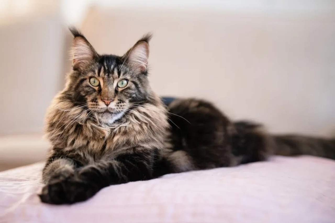 Opt pisici de rasă „Maine Coon”, în valoare de 100.000 de lei, introduse ilegal în R. Moldova