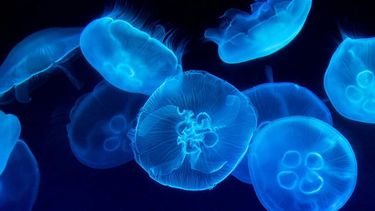 În Rusia va începe pescuirea meduzelor din Marea Azov pentru „scopuri alimentare”