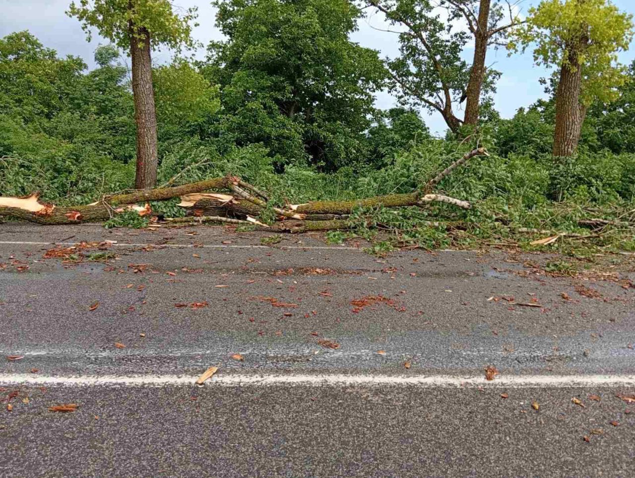 Arbori doborâți, drumuri blocate și acoperișuri smulse după furtuna de sâmbătă. A fost nevoie de intervenția salvatorilor 