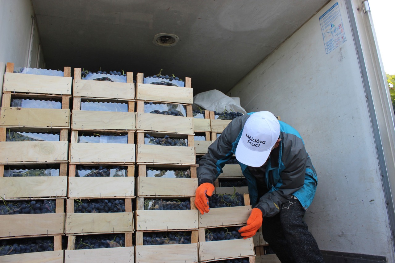 „Dacă ne vor bloca piața asta, vom avea probleme”: Producătorii de struguri din R. Moldova solicită Guvernului să ajungă la o înțelegere cu Ucraina